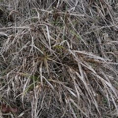 Carex frankii