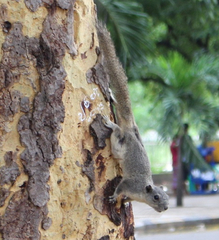Callosciurus pygerythrus