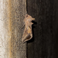 Autoplusia gammoides