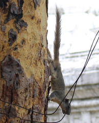 Callosciurus pygerythrus