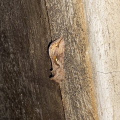 Autoplusia gammoides