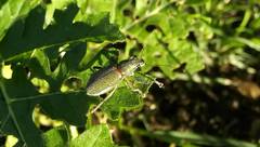 Naupactus auricinctus