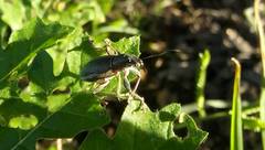 Naupactus auricinctus