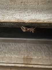 Autoplusia gammoides