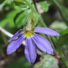 Scaevola microphylla