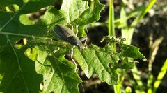 Naupactus auricinctus