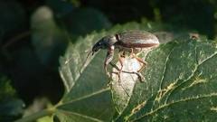 Naupactus auricinctus