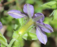 Scaevola microphylla