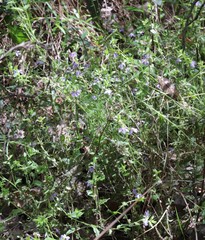 Scaevola microphylla
