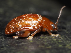 Asiophrida scaphoides