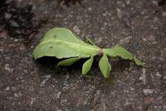 Phylliini