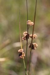Juncus amabilis