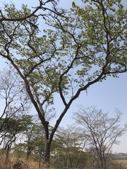 Brachystegia spiciformis