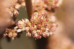 Juncus amabilis