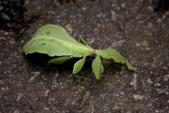 Phylliini