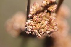 Juncus amabilis