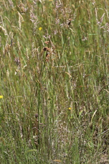 Juncus amabilis