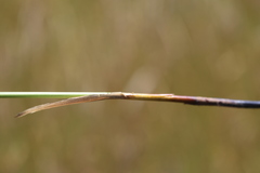 Juncus amabilis
