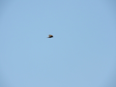 Cathartes aura