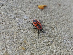 Pyrrhocoris apterus