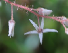 Lasiopetalum floribundum
