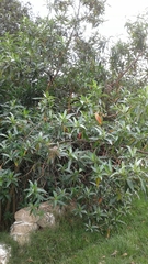 Escallonia pendula
