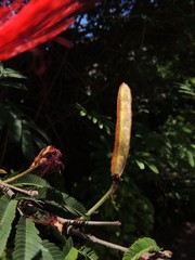 Calliandra tweediei