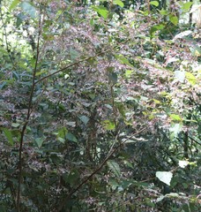 Lasiopetalum floribundum