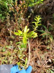Hypericum cistifolium