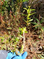 Hypericum cistifolium