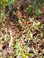 Hypericum cistifolium