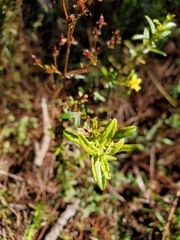 Hypericum cistifolium