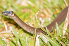 Northern Dward-Crowned Snake photo 3