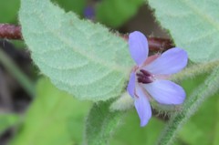 Tremandra stelligera