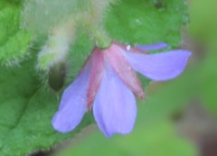 Tremandra stelligera