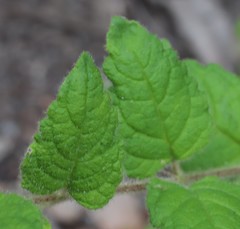 Tremandra stelligera