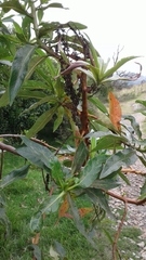 Escallonia pendula
