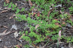 Tremandra stelligera