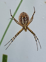 Argiope trifasciata