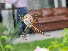 Argiope trifasciata