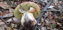 Butyriboletus persolidus