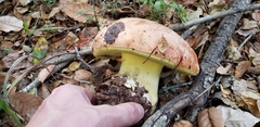 Butyriboletus persolidus