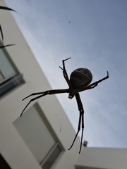 Argiope trifasciata