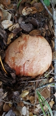 Butyriboletus persolidus