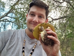 Butyriboletus persolidus