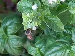 Apis mellifera