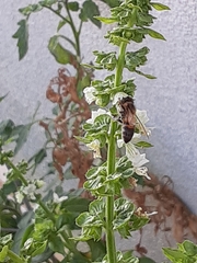 Apis mellifera
