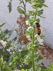 Apis mellifera