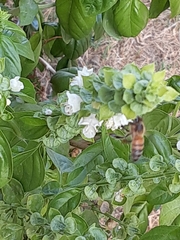 Apis mellifera