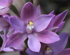 Thelymitra paludosa